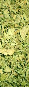 Pfefferminze ganzes Blatt Bio