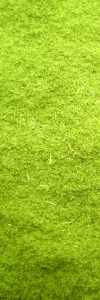 Moringa Pulver Bio