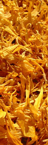 Ringelblumenblüten ganz Bio