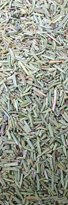 Thymian gerebelt Bio
